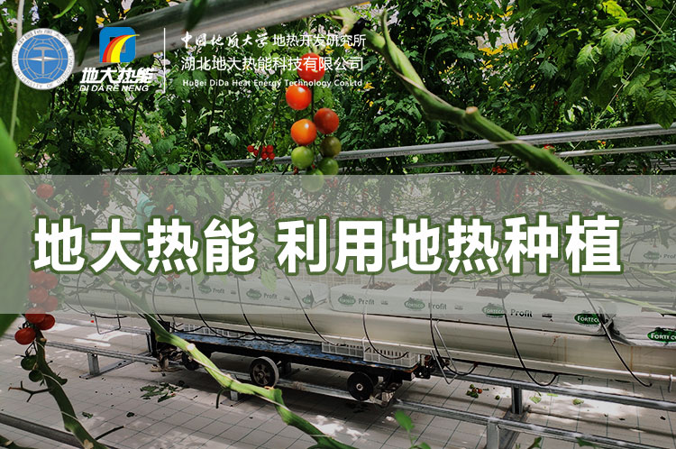 地大熱能利用地熱種植
